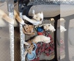 Small Photo #11 Shiba Inu Puppy For Sale in CAMERON, MO, USA