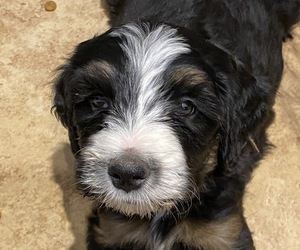 Bernedoodle Puppy for sale in FLORENCE, AZ, USA