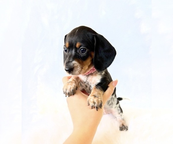 Medium Photo #5 Dachshund Puppy For Sale in DAVIS, CA, USA