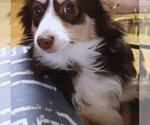 Small #1 Miniature Australian Shepherd