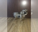 Small Photo #13 Poodle (Toy)-Yorkshire Terrier Mix Puppy For Sale in LAPEER, MI, USA