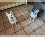 Small #2 Siberian Husky Mix
