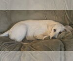 Small #7 Great Pyrenees Mix