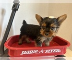 Image preview for Ad Listing. Nickname: Litter of 3