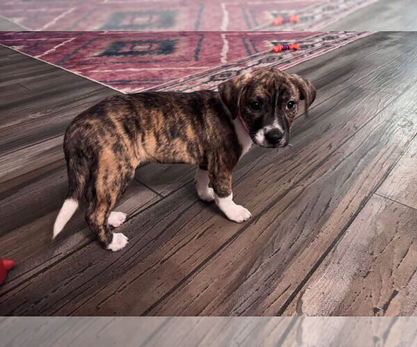 Medium Photo #4 American Staffordshire Terrier-Unknown Mix Puppy For Sale in Duluth, MN, USA