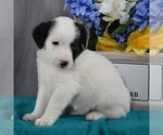 Small Photo #1 Aussiedoodle-Poodle (Miniature) Mix Puppy For Sale in SUNBURY, PA, USA