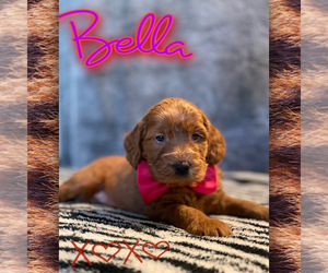 Goldendoodle (Miniature) Puppy for Sale in BAKERSFIELD, California USA