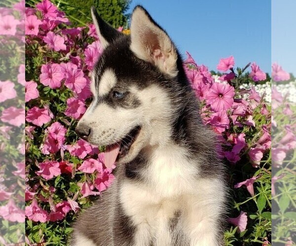 Medium Photo #4 Siberian Husky Puppy For Sale in NEWAYGO, MI, USA