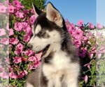 Small Photo #4 Siberian Husky Puppy For Sale in NEWAYGO, MI, USA
