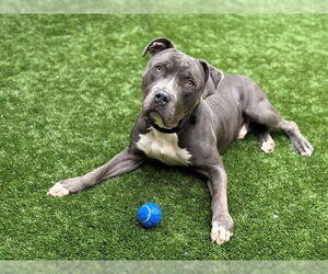 Mutt Dogs for adoption in Moreno Valley, CA, USA