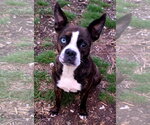 Small #1 Boston Terrier-Boxer Mix