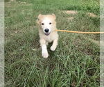 Small #8 Great Pyrenees