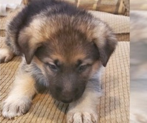 Medium Photo #1 German Shepherd Dog Puppy For Sale in CLINTON, MD, USA