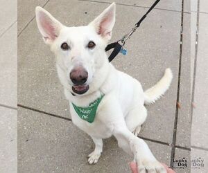Petra - Female German Shepherd Dog-Unknown Mix Dog for Adoption - Photo #2