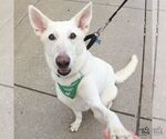 Small Photo #2 German Shepherd Dog-Unknown Mix Puppy For Sale in Washington, DC, USA