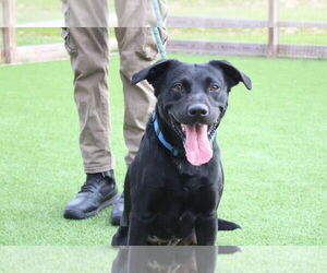 Labrador Retriever-Unknown Mix Dogs for adoption in Chestertown, MD, USA