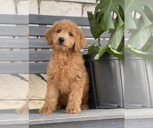 Goldendoodle Puppy for sale in SAN DIEGO, CA, USA