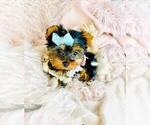 Small #9 Yorkshire Terrier