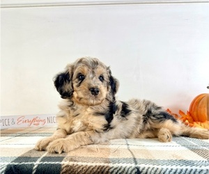 Bernedoodle (Miniature) Puppy for sale in GREENFIELD, IN, USA