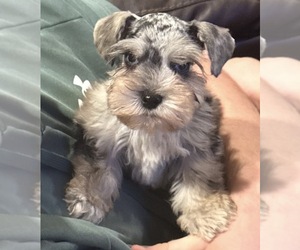 Schnauzer (Miniature) Puppy for sale in ELBERTA, AL, USA