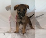 Small Photo #4 German Shepherd Dog Puppy For Sale in CLANTON, AL, USA