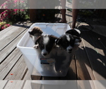 Small Photo #9 Pembroke Welsh Corgi Puppy For Sale in ENCAMPMENT, WY, USA