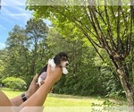 Puppy Edmond Beagle