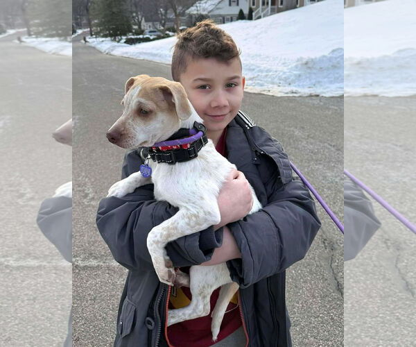 Medium Photo #3 Chihuahua-Unknown Mix Puppy For Sale in Boonton, NJ, USA