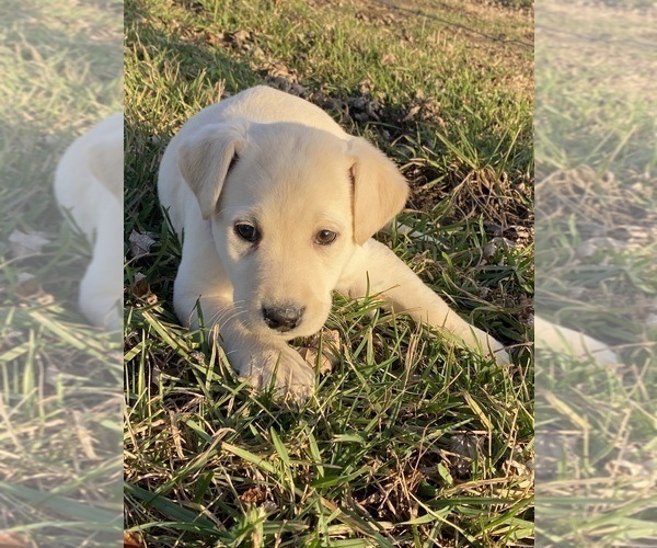 Medium Photo #4 Labrador Retriever Puppy For Sale in CANOGA, NY, USA