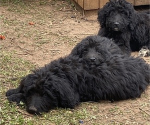 Bernedoodle Puppy for sale in ALTON, VA, USA