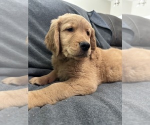 Golden Retriever Puppy for sale in DERBY, KS, USA