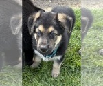 Small #12 German Shepherd Dog