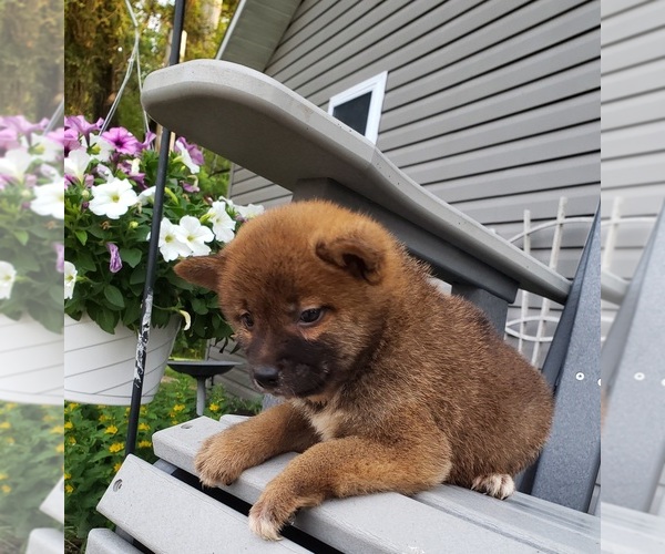 Medium Photo #5 Shiba Inu Puppy For Sale in EDINA, MO, USA