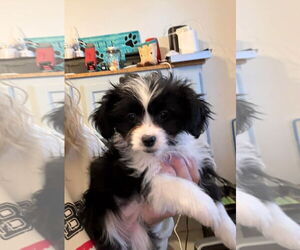 Doxiepoo (Miniature) Dogs for adoption in Grafton, WI, USA