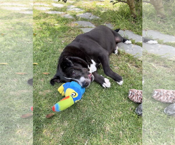 Medium Photo #6 Borador Puppy For Sale in Marina Del Rey, CA, USA