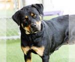 Small #1 Rottweiler