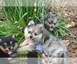 Puppy 2 Pomeranian