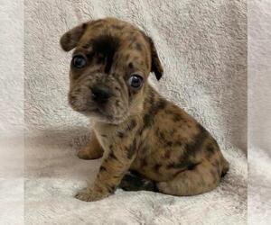 French Bulldog Puppy for sale in JOHNS ISLAND, SC, USA
