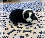 Puppy Girl 3 Australian Shepherd