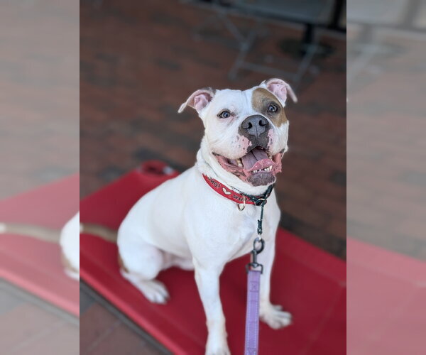 Medium Photo #1 American Staffordshire Terrier-Boxer Mix Puppy For Sale in Caribou, ME, USA