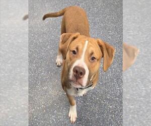 Mutt Dogs for adoption in Anchorage, AK, USA