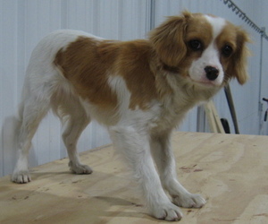 Cavalier King Charles Spaniel-Unknown Mix Puppy for sale in MEMPHIS, MO, USA