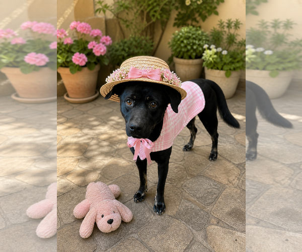 Medium Photo #12 Labrador Retriever-Unknown Mix Puppy For Sale in Mt. Laurel, NJ, USA