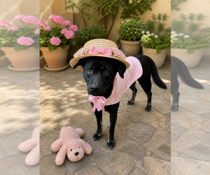 Hannah! - Female Borador Dog for Adoption - Photo #12