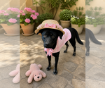 Small #11 Labrador Retriever Mix