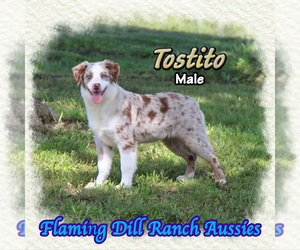 Miniature Australian Shepherd Puppy for sale in FORESTBURG, TX, USA