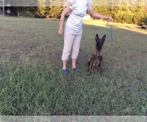 Mother of the Belgian Malinois puppies born on 09/19/2019