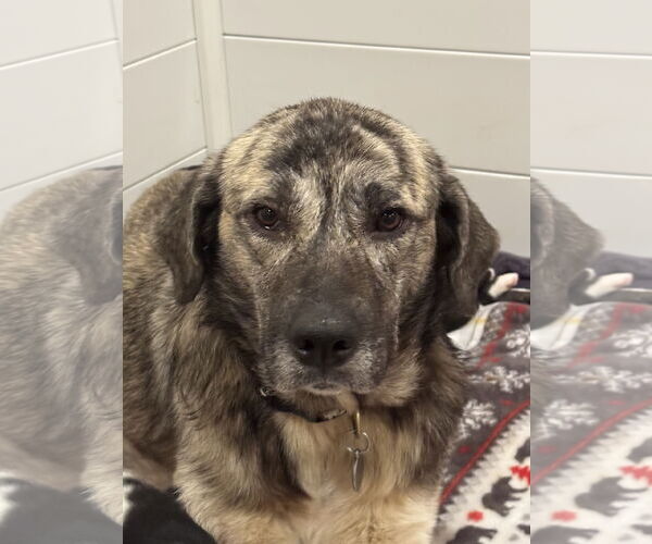 Medium Photo #1 Anatolian Shepherd-Labrador Retriever Mix Puppy For Sale in San Diego, CA, USA