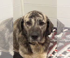 Anatolian Shepherd-Labrador Retriever Mix Dogs for adoption in San Diego, CA, USA