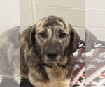 Small Anatolian Shepherd-Labrador Retriever Mix